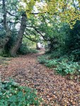 Cosy woodland paths