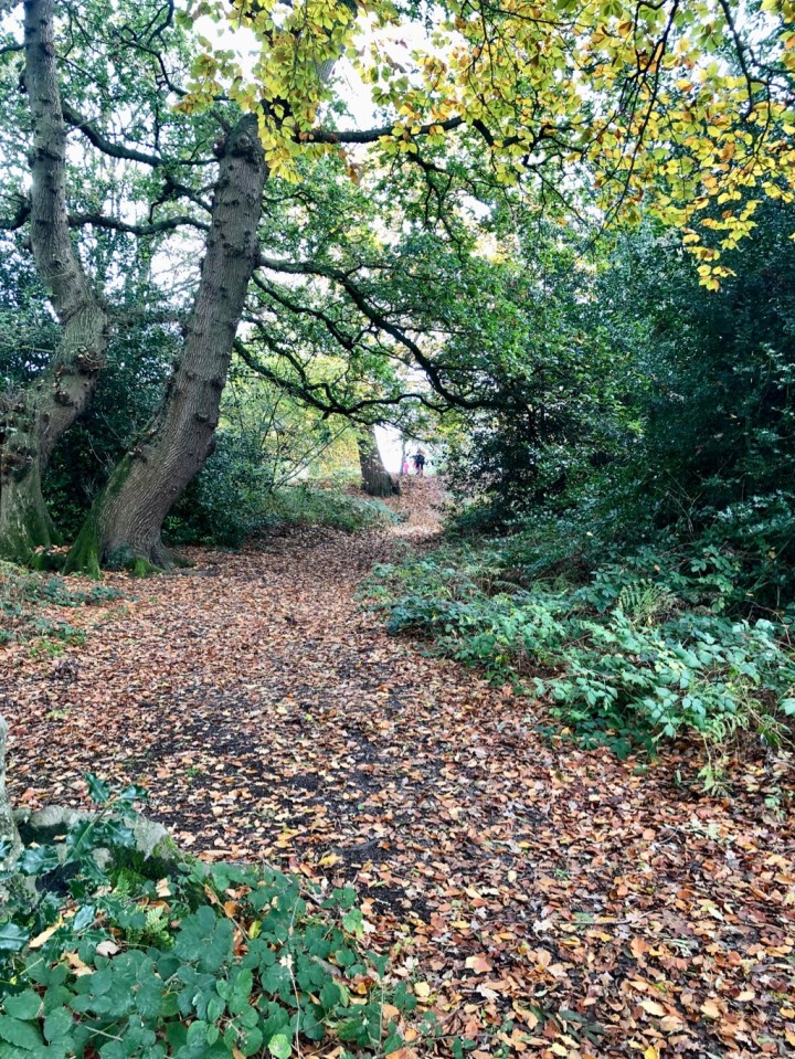 Cosy woodland paths