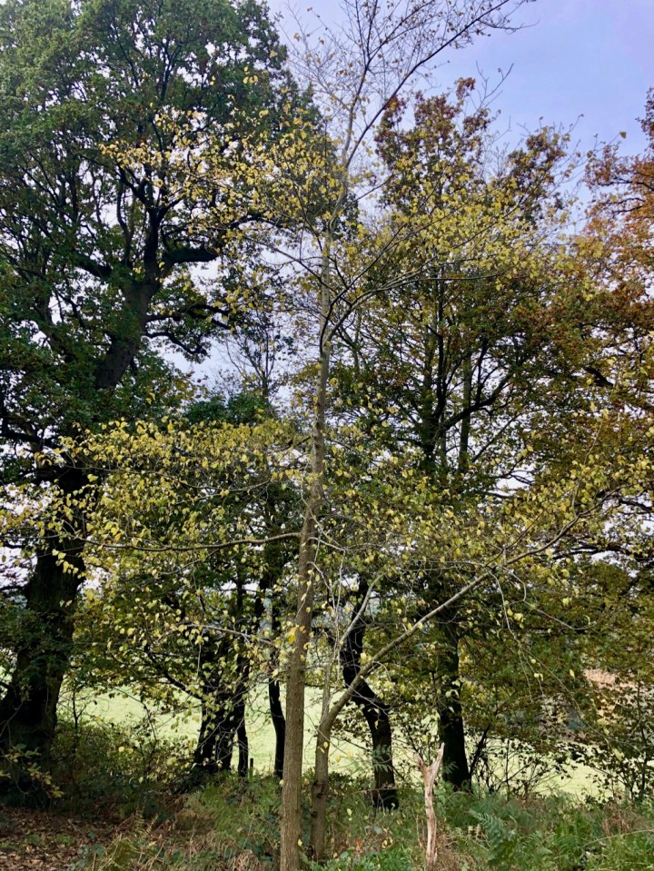 Elm trees hiding amongst the oaks