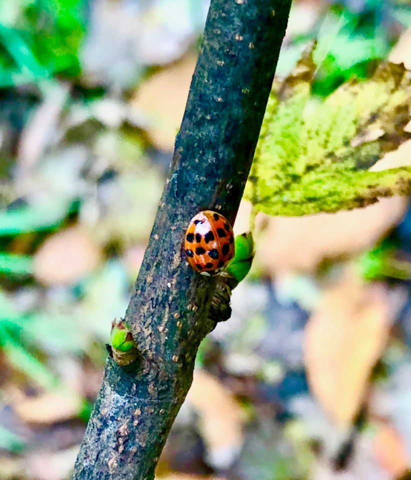 Ladybird looking for somewhere to hibernate
