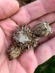 Thistle heads - will be great when dried