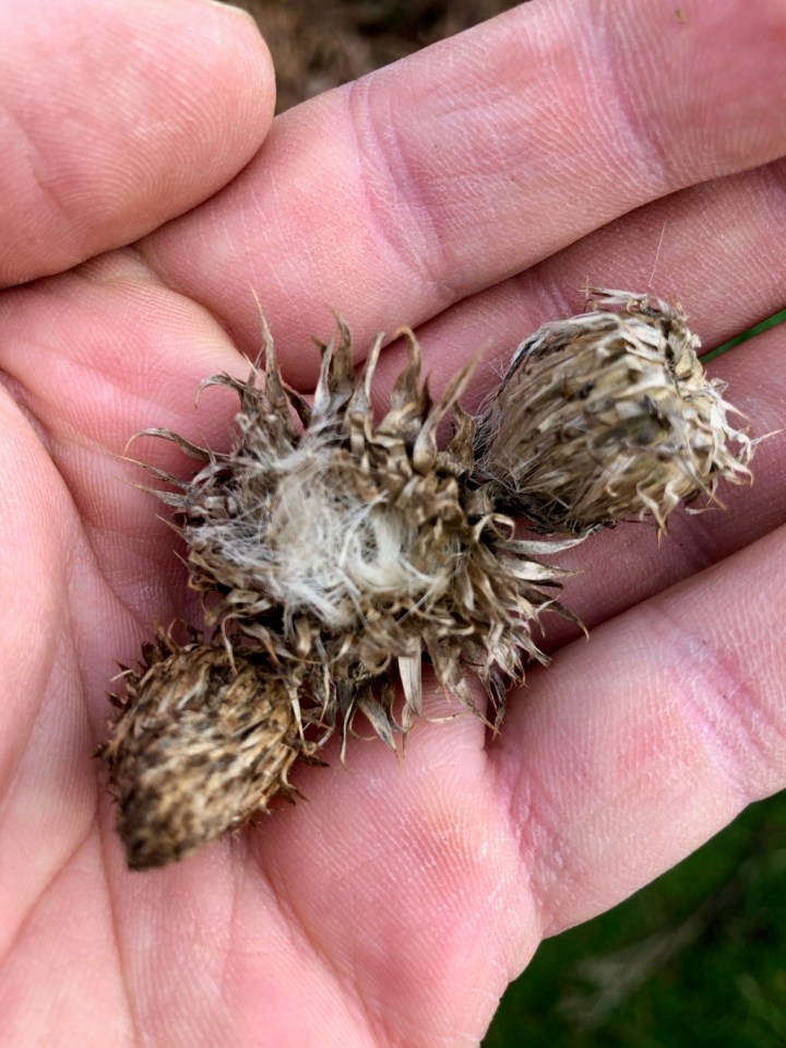 Thistle heads - will be great when dried