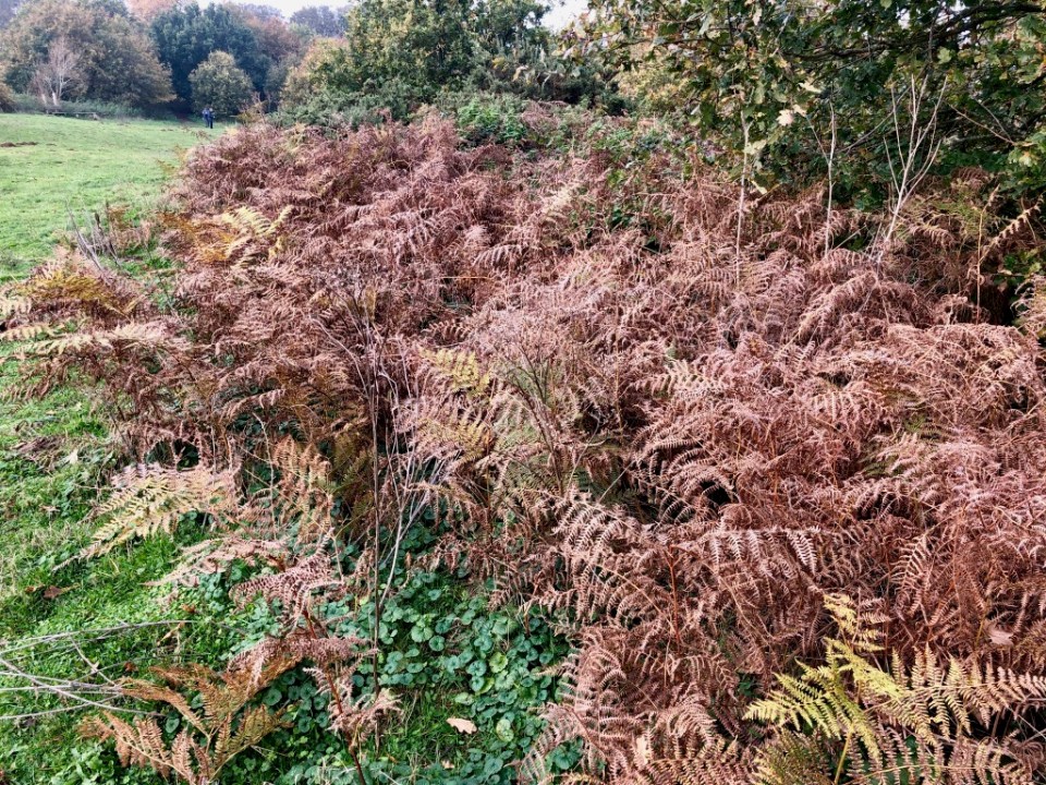 Lots of dead bracken about