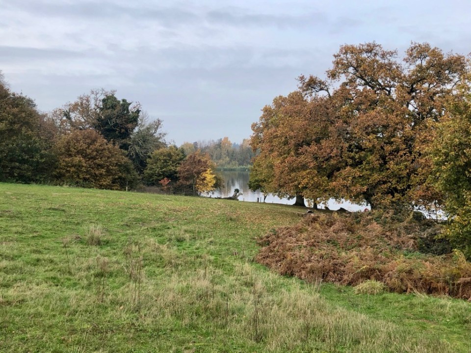 The Oaks are crowned in gold