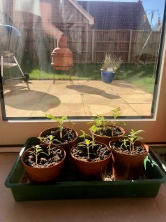 Tomato plants growing fast now