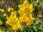 Daffodils aplenty