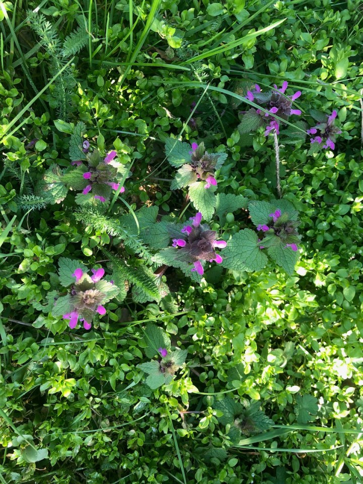 Dead nettles crowding the hedgerows