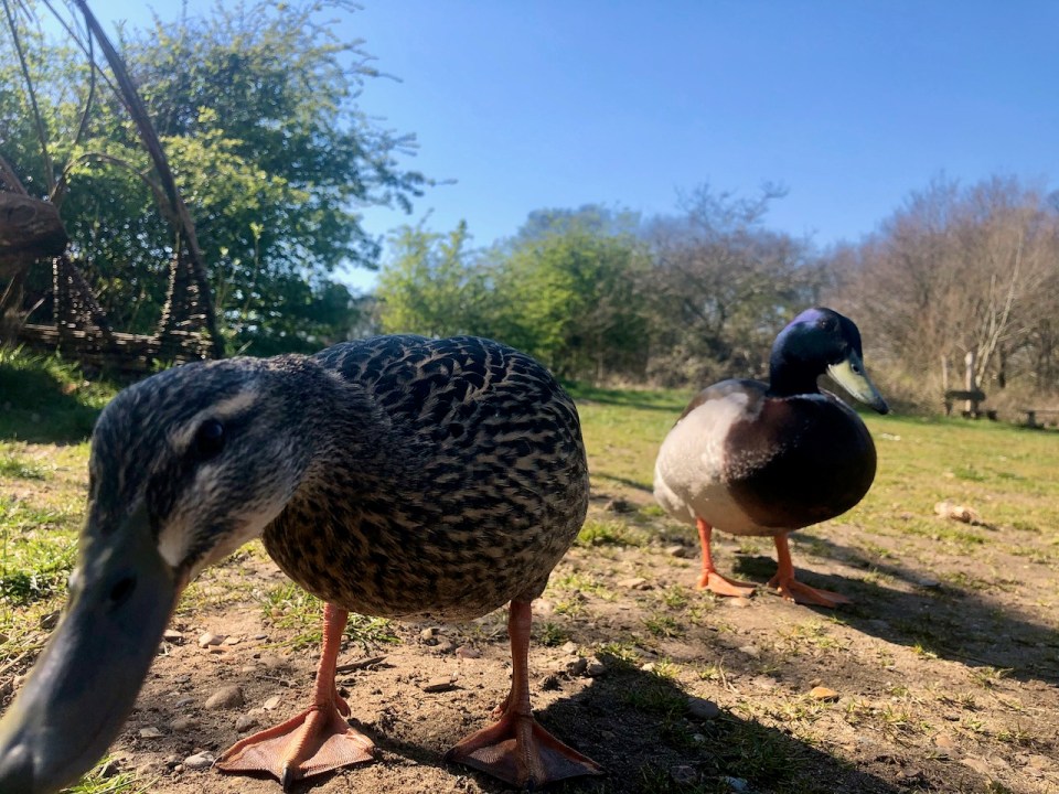 Mallards stalking me
