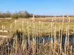 Norfolk Broads - water reeds