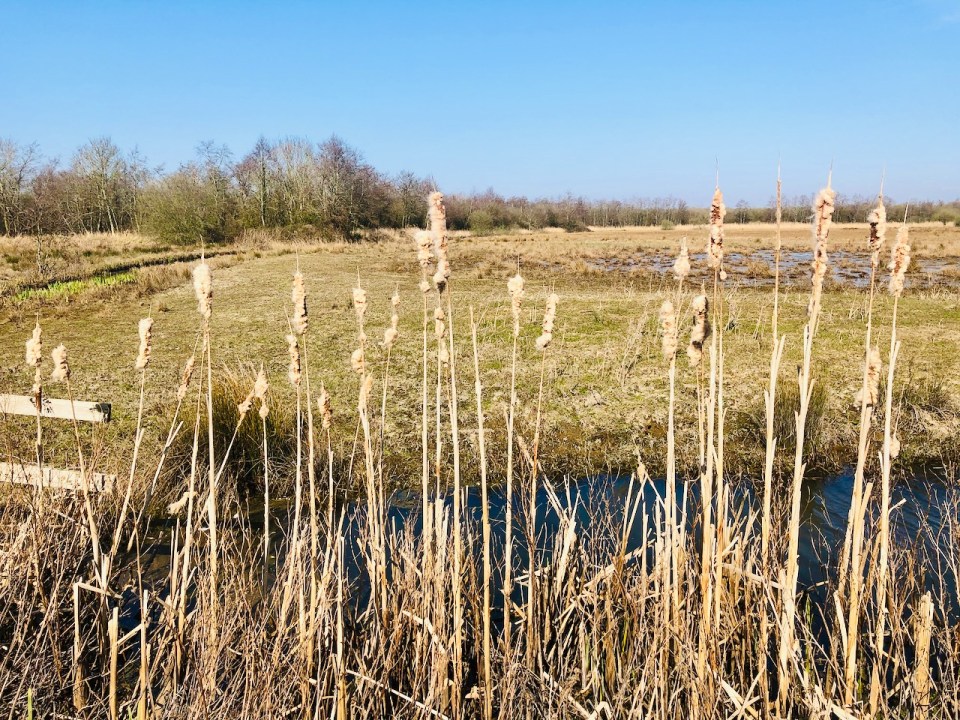 Norfolk Broads - water reeds