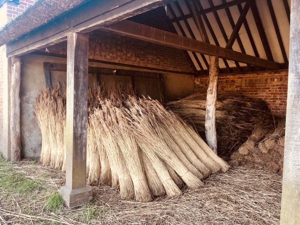 Thatching reeds