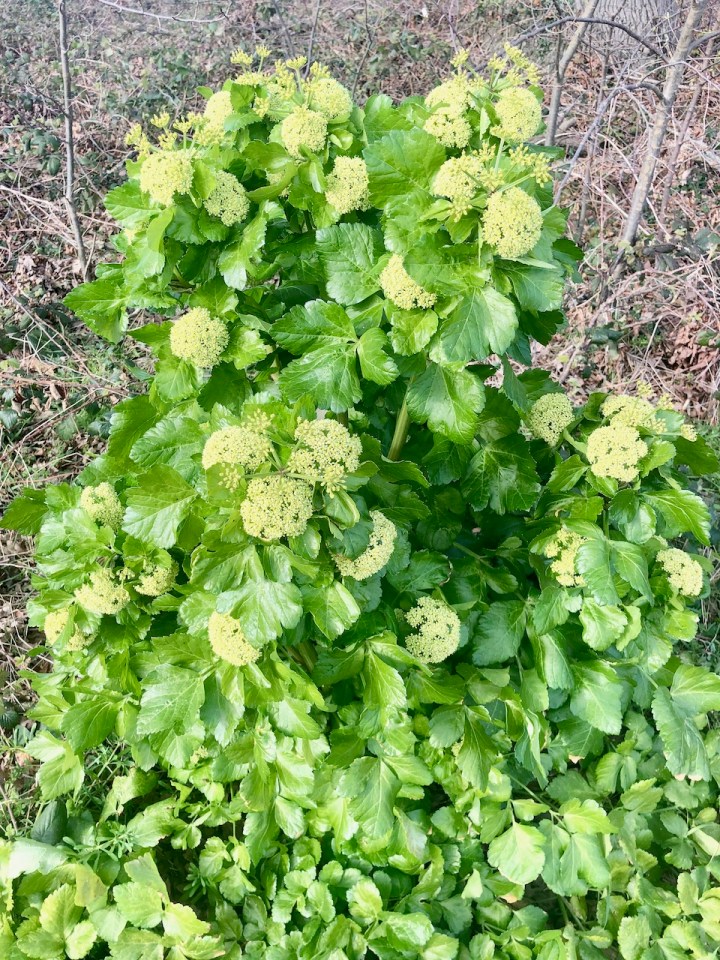 Alexanders