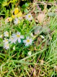 Greater Stitchwort