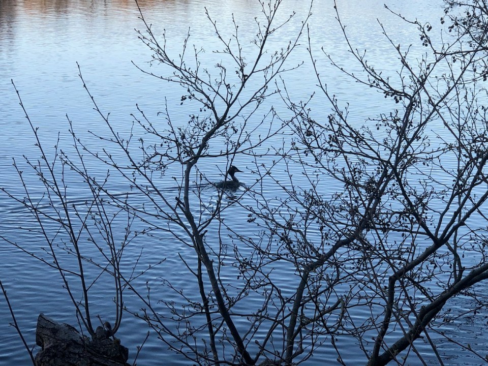 Great Crested Grebe fishing