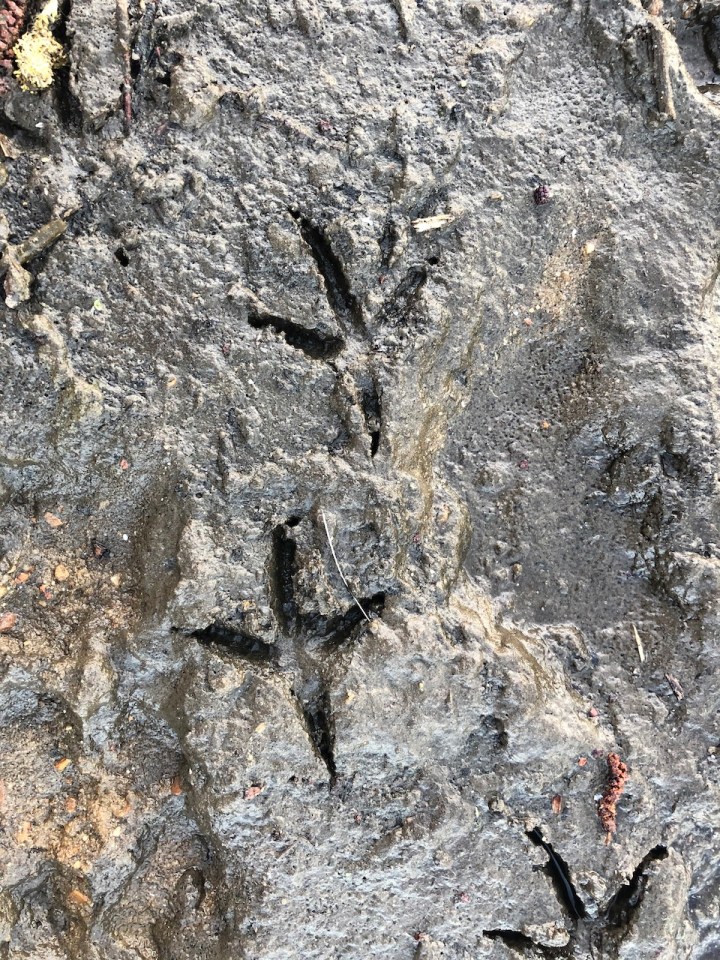 Crow footprints