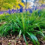 Vibrant Bluebells
