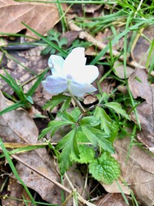 Wood Anemone