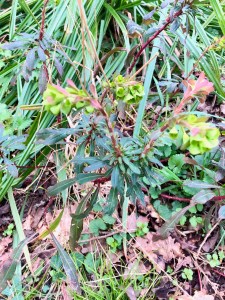 Wood Spurge