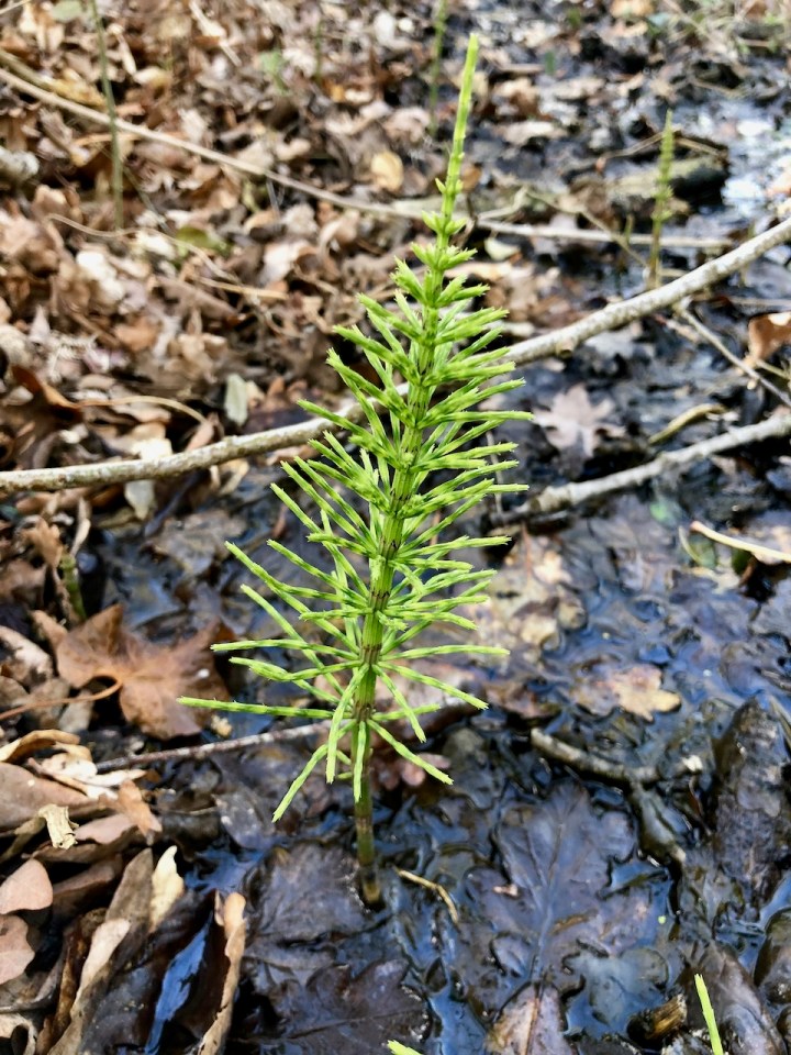 Horsetail