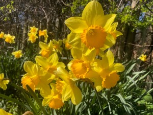 Daffodils