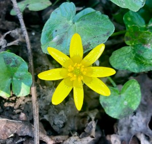 Lesser Celandine