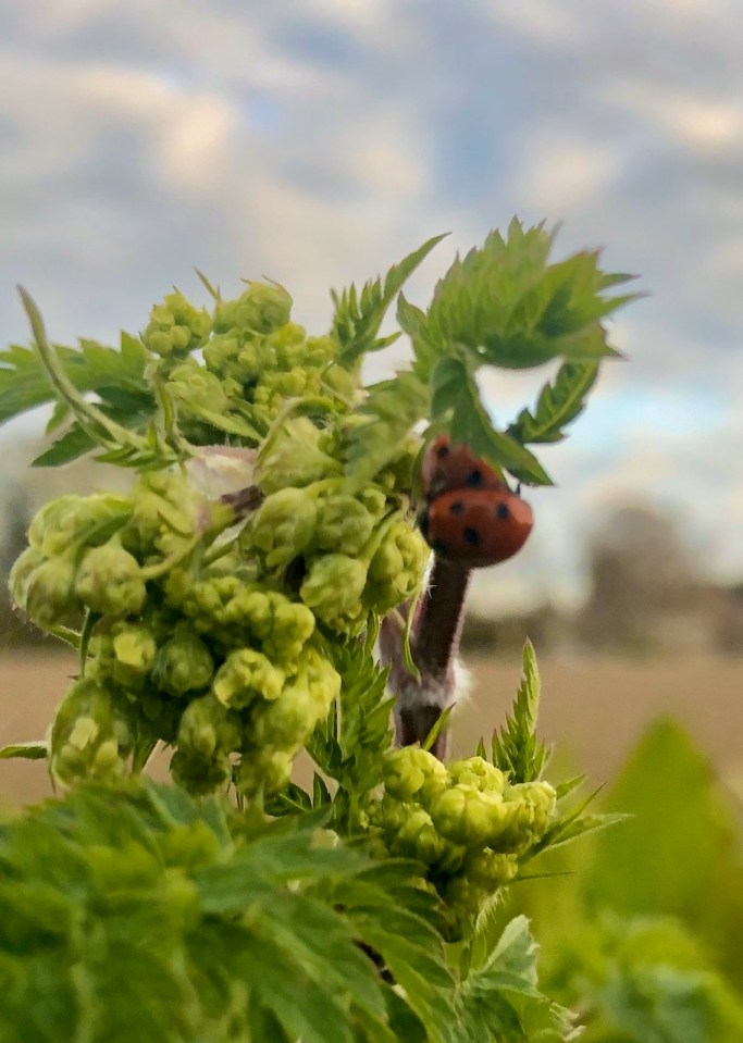 Ladybirds aplenty