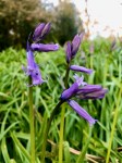 Bluebells by the Broad
