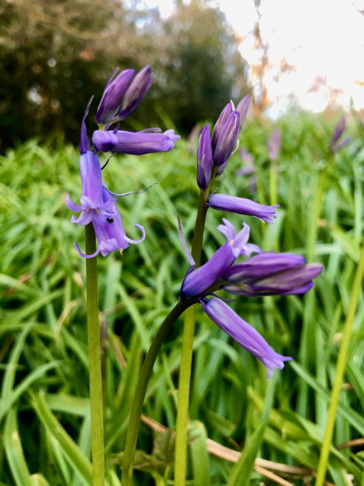 Bluebells by the Broad
