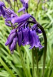Vibrant purple Bluebells