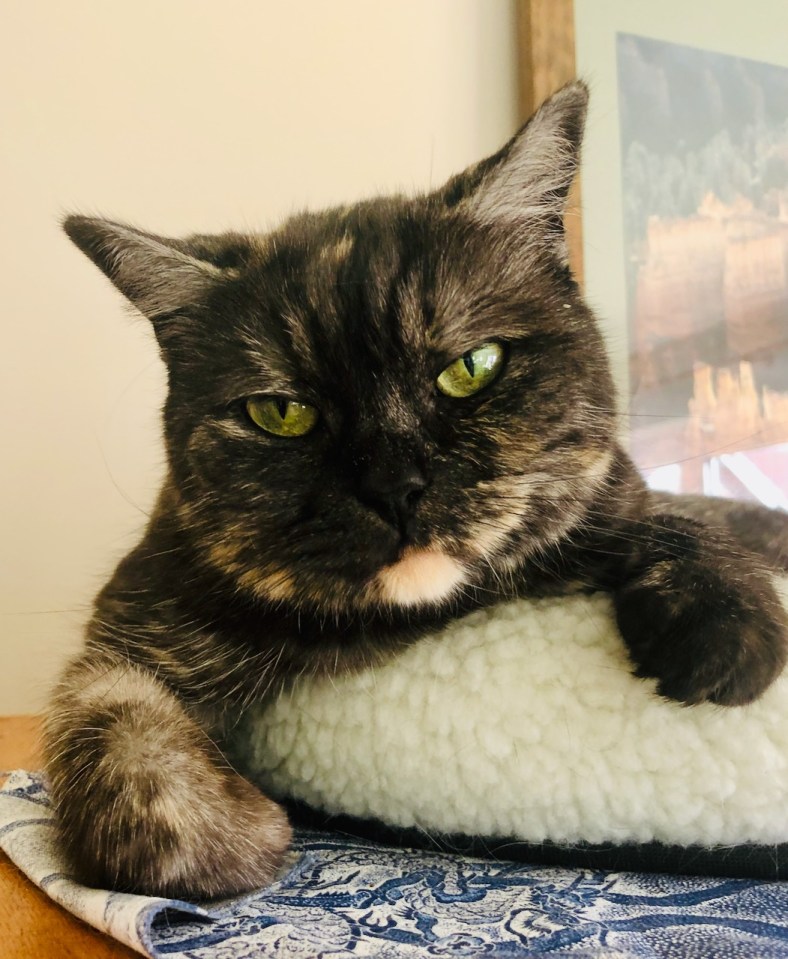 Cat 2 - looking disdainful