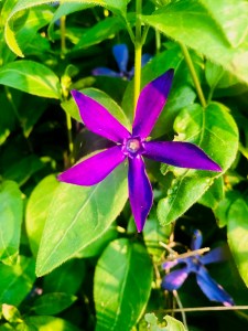 Greater Periwinkle