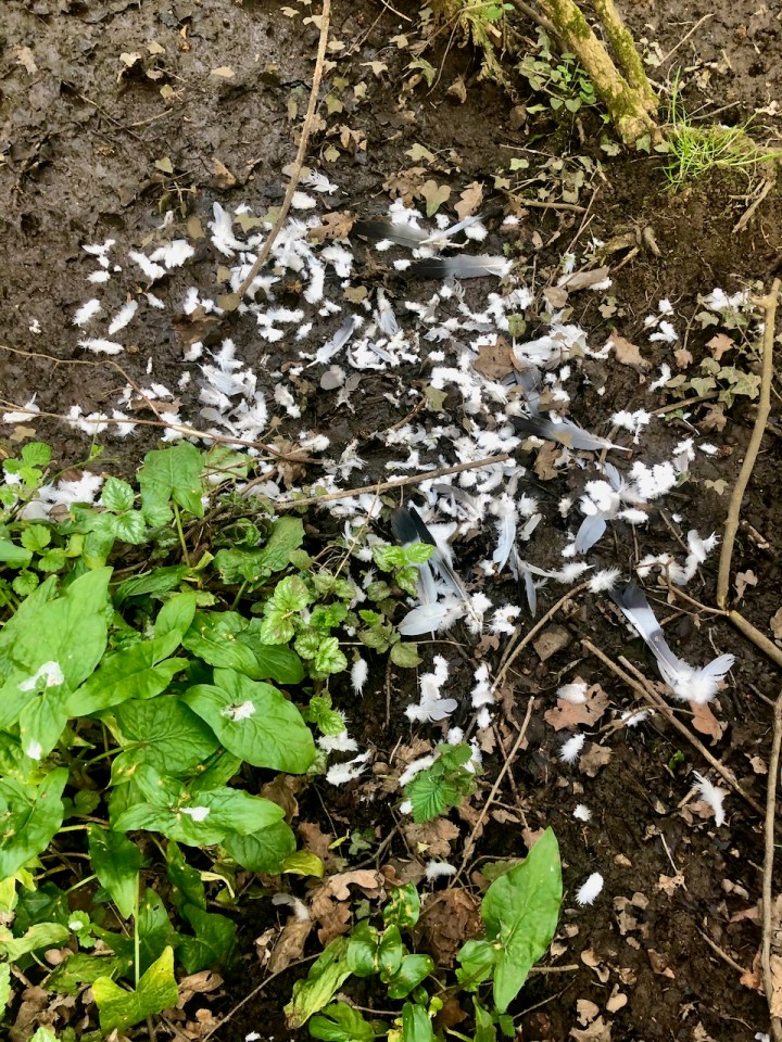 Pigeon kill site