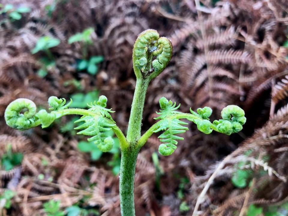 Bracken emerging