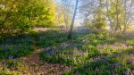 Spring woodland