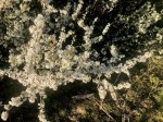 Blackthorn blossom