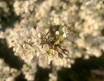 Blackthorn blossom