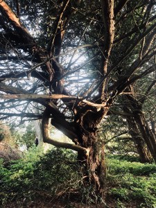 Yew Tree at Salhouse Church