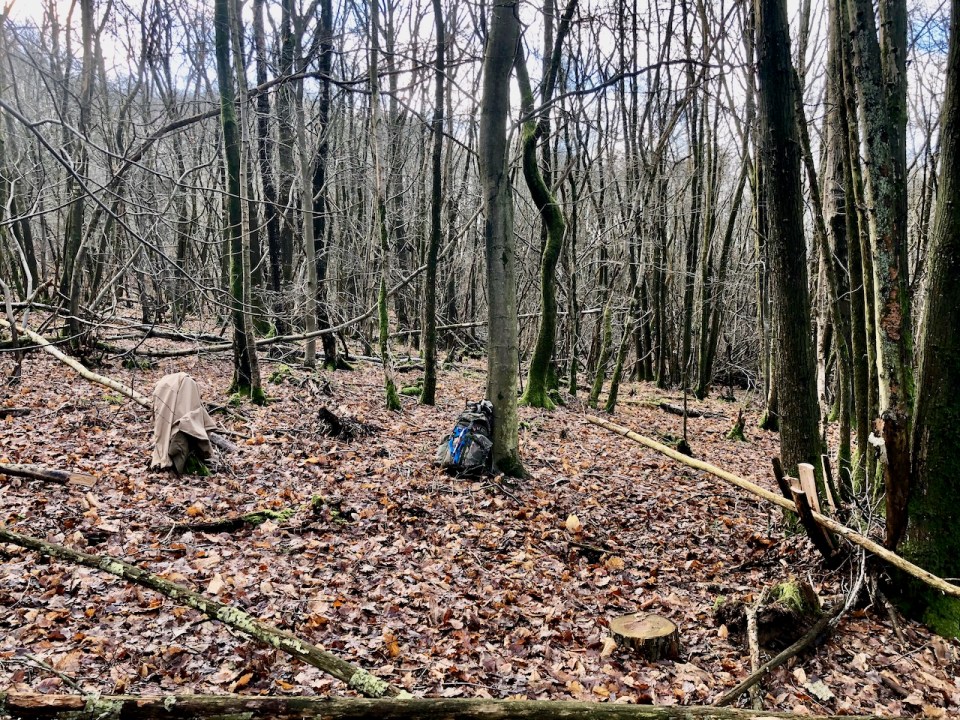 Exploring my woodland block