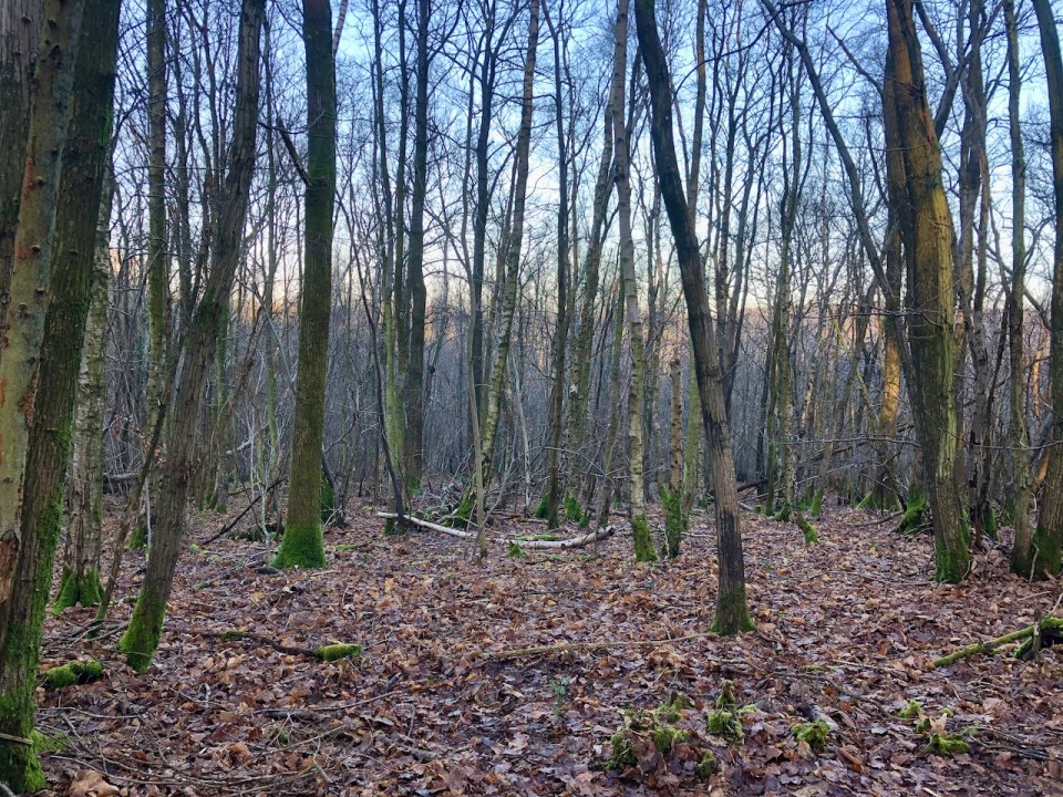 Listening to the birds sing