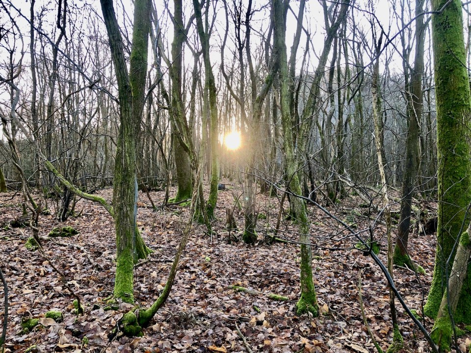 Wintry sunrise - glorious