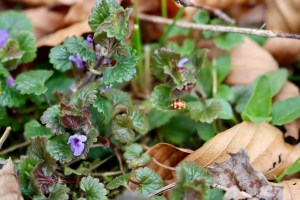 Ground Ivy 1