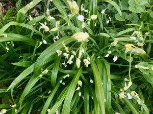 Three-cornered garlic