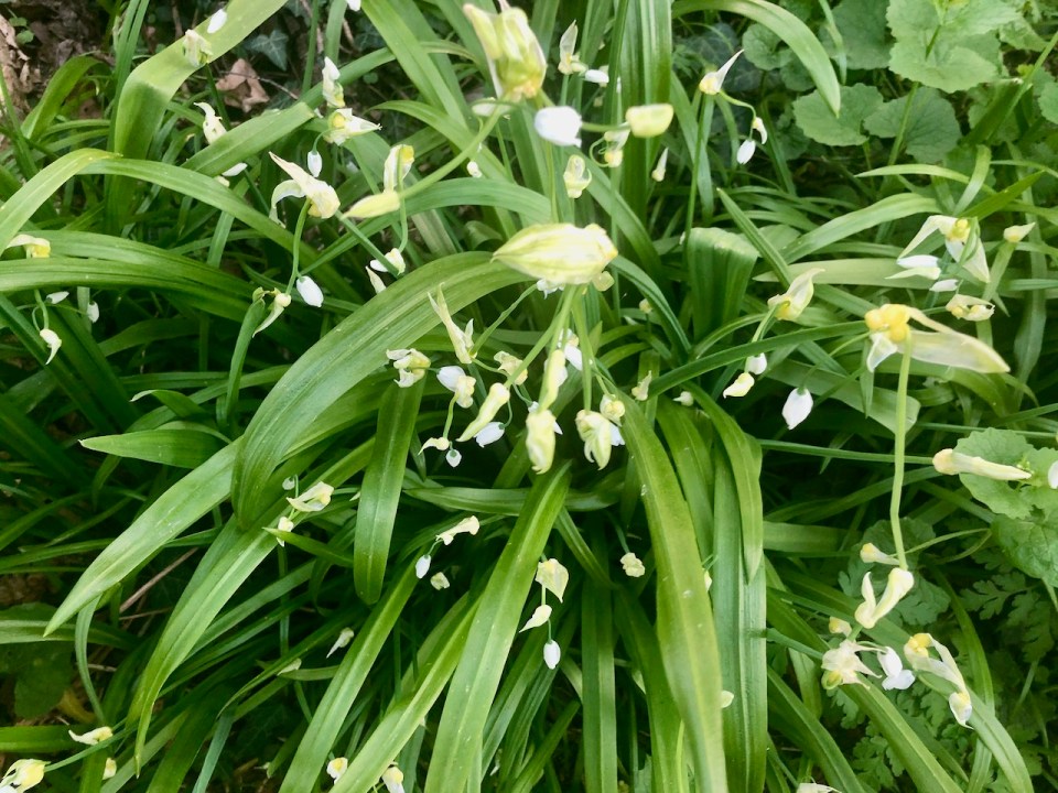 Three-cornered garlic