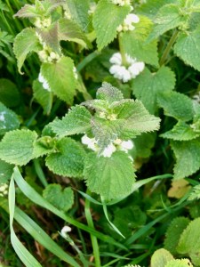 White Deadnettle