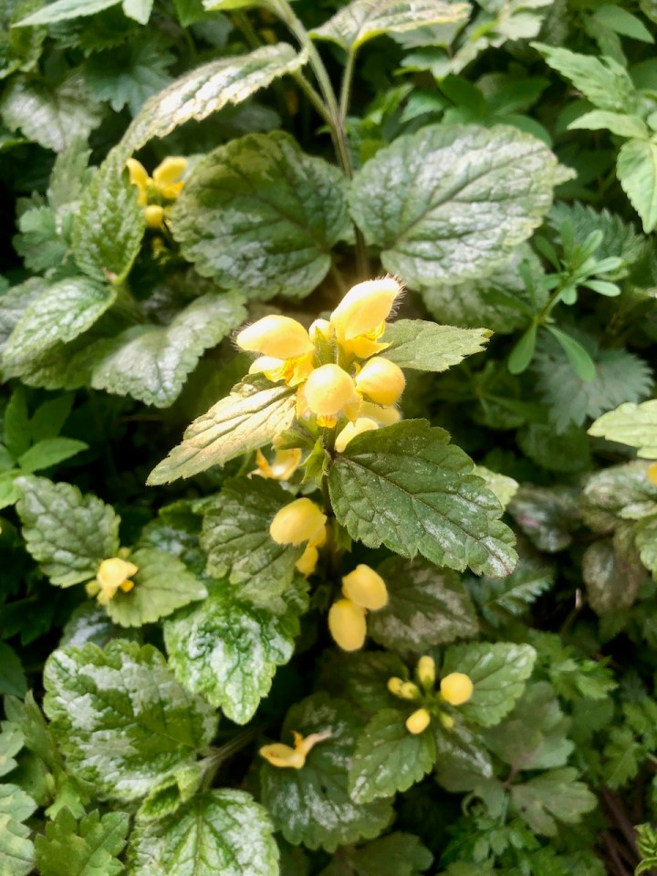 Yellow Archangel