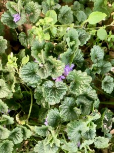 Ground Ivy 2