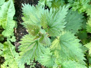 Stinging Nettle