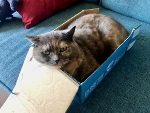 Cat in a box