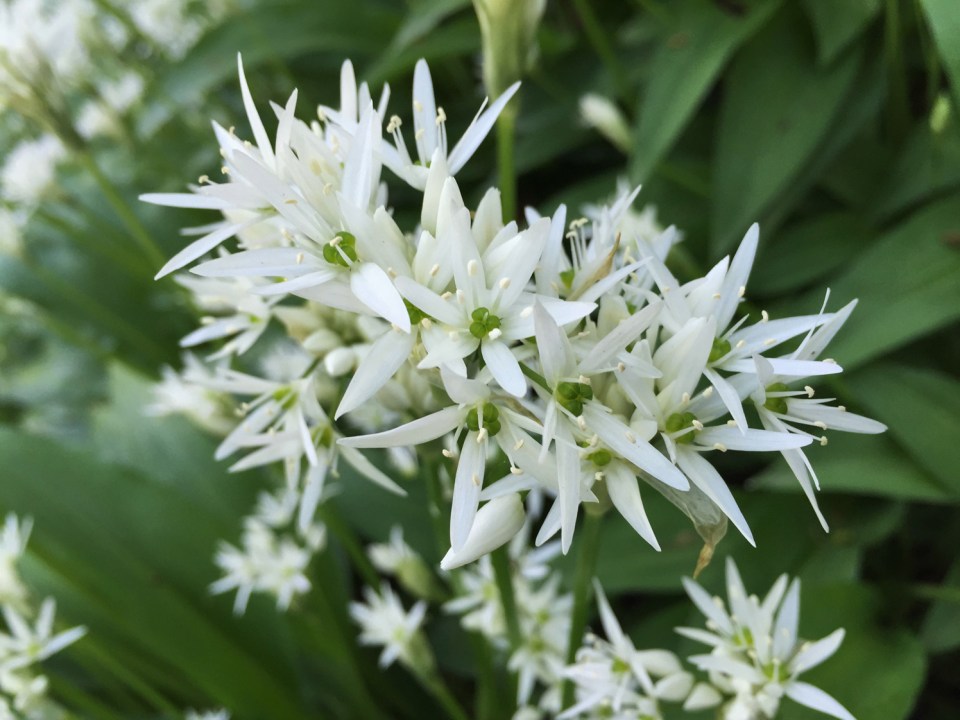 Wild garlic flowers