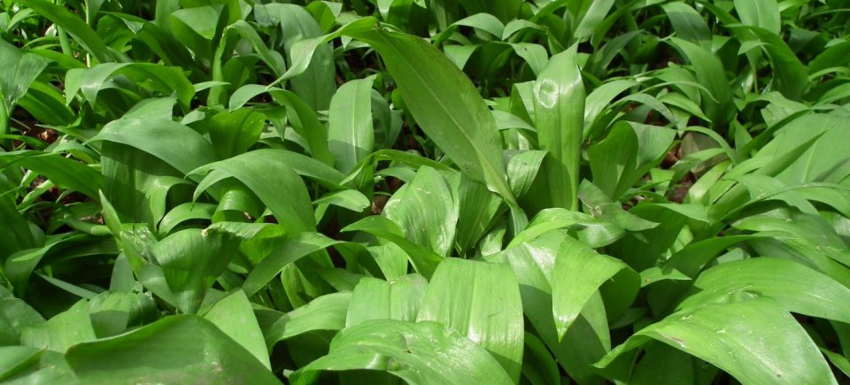 Wild Garlic - Ramsoms